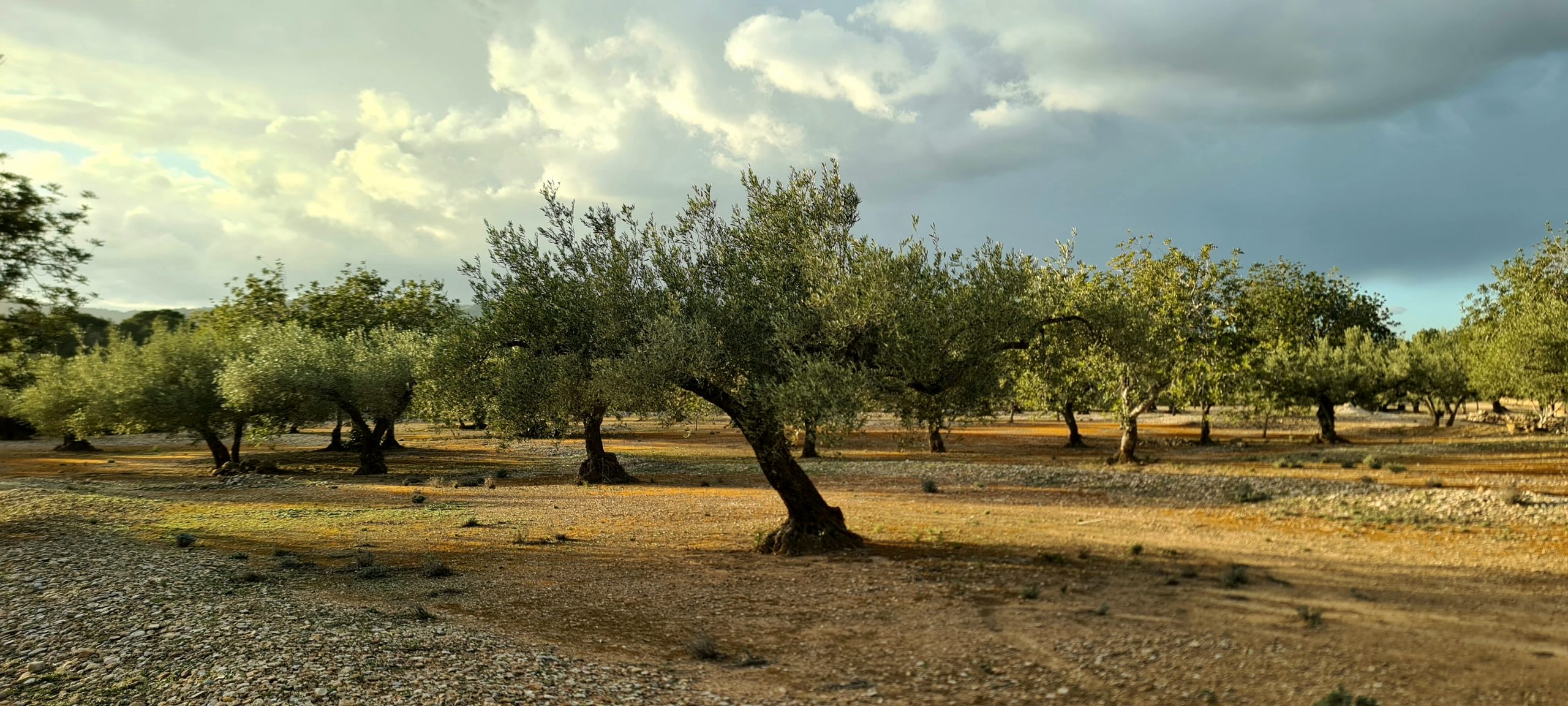 Jardin de Jacques
